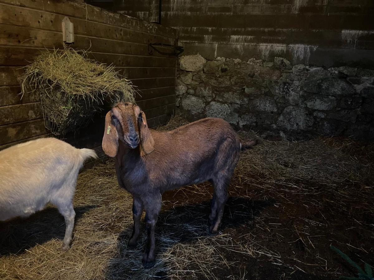فندق برنستونفي  Tor Royal Farm المظهر الخارجي الصورة